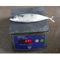 Замороженная рыба Pacific Mackerel Размер 200 300G